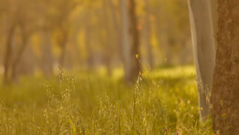 Misty-Silent-Forest-In-Spring-With-Beautiful-Bright-Sun-Rays