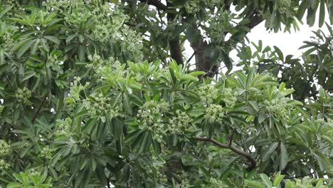 Grüne-Blume-von-Blackboard-Baum-oder-Teufel-Baum