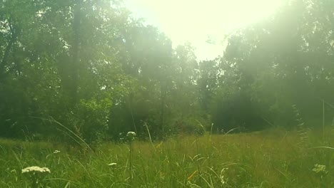 Walk-in-the-forest.-Walking-on-the-wood.