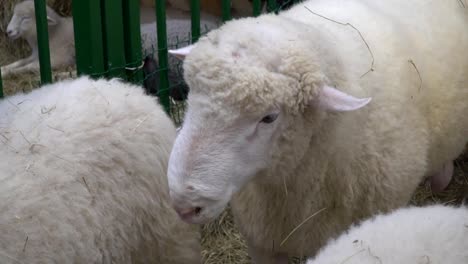 der-RAM-kaut,-posieren-und-meditieren-closeup