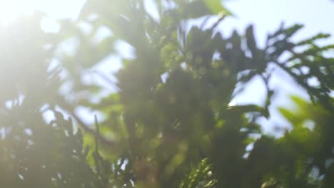 Sun-beams-through-conifer-tree,-rays-of-light-shine-in-spruce-branches-slow