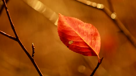 Herbst-Regen-Nahaufnahme