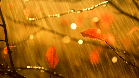 Autumn-rain-close-up