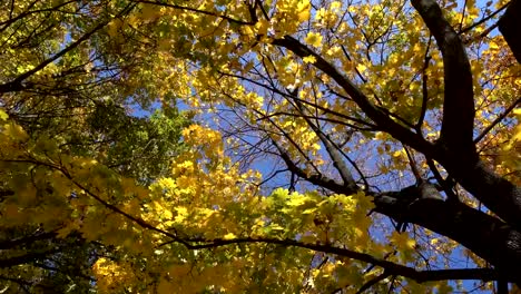 rotating-maple-trees-with-falling-leaves,-high-angle-view