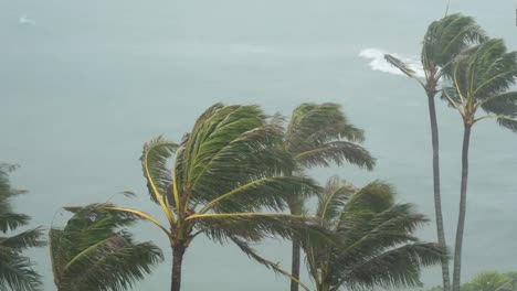 Tropical-Storm-Winds-Blow-Palm-Trees