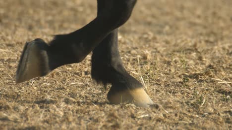 Close-up-of-walking-horse-hooves-slow-motion