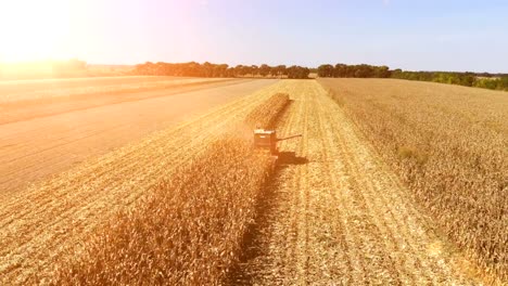 Aerial-View-Corn-Harvest-At-Sunset