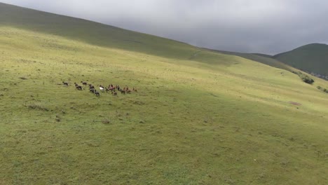 Drone-shot-of-a-herd-of-horses-grazing-in-a-meadow-in-the-mountains.