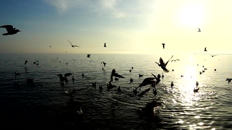 Seagulls-fly-over-the-sea.-Slow-Motion.