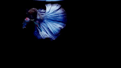 Super-Slow-Motion-der-pulsierenden-siamesische-Kampffische-(Betta-Splendens),-Name-bekannt-ist-Thai,-Plakat