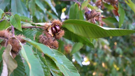 Chestnuts