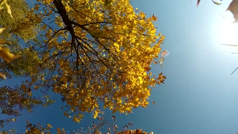 Colorful-Red-and-Yellow-Autumn-Foliage-leaves-falling-into-camera-slow-motion