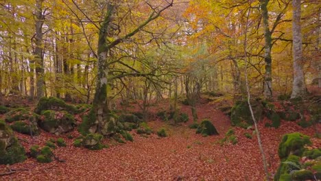 Farbige-Wald-im-Herbst