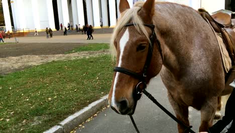 Pferdekopf-zum-Reiten.-Pferd-erwartet-diejenigen,-die-in-den-Park-fahren-wollen.