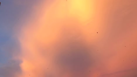 Fliegende-Vögel-auf-den-schönen-Sonnenuntergang-Himmel-in-4k-langsame-Bewegung-60fps