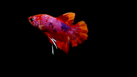 Super-slow-motion-of-vibrant-Siamese-fighting-fish-(Betta-splendens),-well-known-name-is-Plakat-Thai