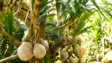 Coconuts-growing-as-decoration-in-garden.-Exotic-tropical-coconuts-hanging-on-palms-with-green-leaves-lit-by-sun.-Way-to-the-beach-on-Koh-Phangan