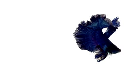 Super-Slow-Motion-der-pulsierenden-siamesische-Kampffische-(Betta-Splendens),-Name-bekannt-ist-Thai,-Plakat