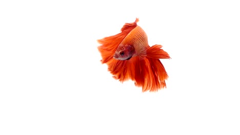 Super-Slow-Motion-der-pulsierenden-siamesische-Kampffische-(Betta-Splendens),-Name-bekannt-ist-Thai,-Plakat