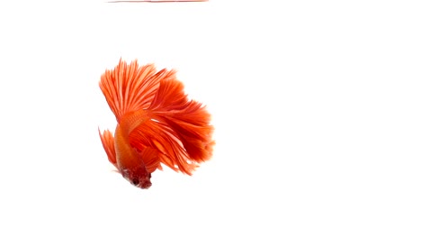 Super-lenta-de-vibrante-pez-luchador-de-Siam-(Betta-splendens),-bien-conocido-nombre-es-Plakat-tailandés