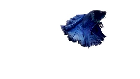 Super-lenta-de-vibrante-pez-luchador-de-Siam-(Betta-splendens),-bien-conocido-nombre-es-Plakat-tailandés