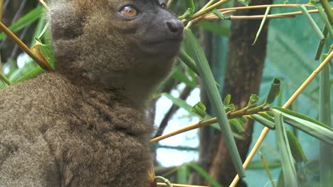 Lemur-sitzt-auf-einem-Ast-und-frisst-die-Blätter-eines-Baumes.