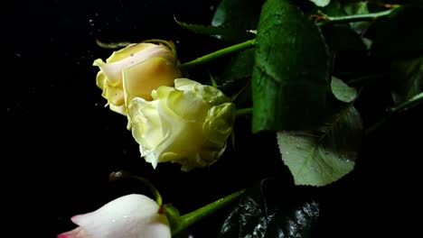 The-falling-rose-on-a-black-background.-Slow-motion.