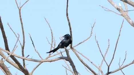 Black-Drongo-bird-on-branch-in-tropical-rain-forest.