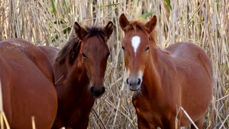 Wilde-Pferde-im-Donaudelta,-Letea-Wald