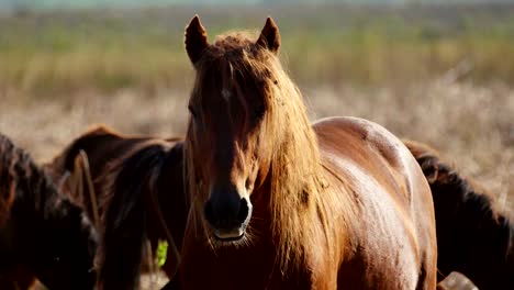 Wild-stallion-in-the-danube-delta,-Letea-forest