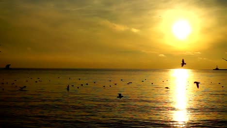 Gaviotas-sobre-el-mar.-Cámara-lenta.