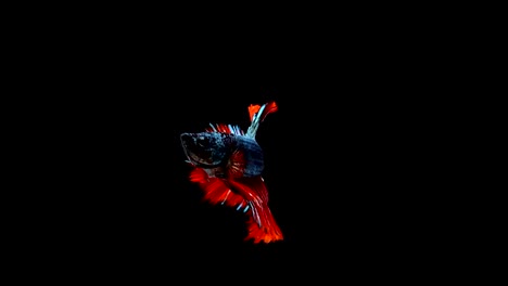 Super-slow-motion-of-vibrant-Siamese-fighting-fish-(Betta-splendens),-well-known-name-is-Plakat-Thai