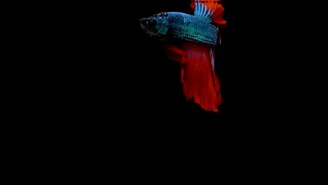 Super-slow-motion-of-vibrant-Siamese-fighting-fish-(Betta-splendens),-well-known-name-is-Plakat-Thai