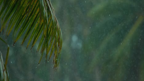 SLOW-MOTION:-Drops-of-water-fall-on-the-green-palm-tree-leaves-during-monsoon.