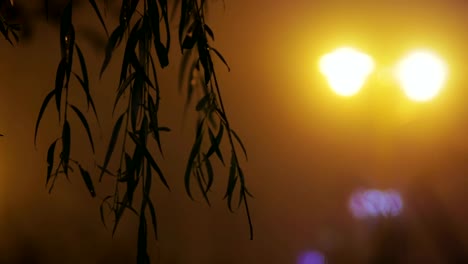 Silhouettes-of-leaves-against-the-night-city-lights