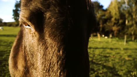 Pferd.-Pferd,-zu-Fuß-in-das-Feld