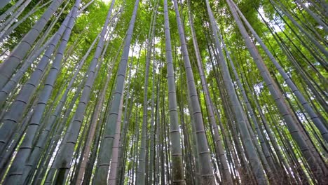 Wunderschönen-Bambuswald-in-Arashiyama-Kyoto-Stadt