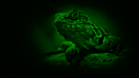 Lagarto-de-Nightvision-en-rama-dentro-de-la-selva