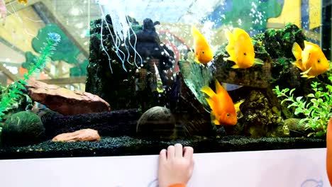 Das-Kind-blickt-auf-die-gelbe-Fische-im-Aquarium-im-Speicher,-4-k.