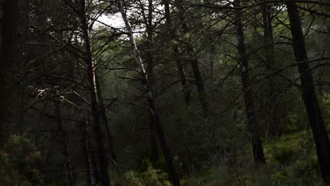 Rays-of-sunlight-in-the-forest-in-fading,-timelapse