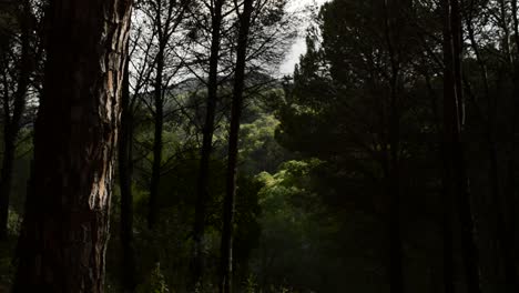 Rays-of-sunlight-in-the-forest-in-fading,-timelapse