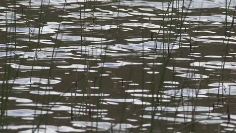 Dissolve-Shot-Of-Grass-In-Glittering-Lake