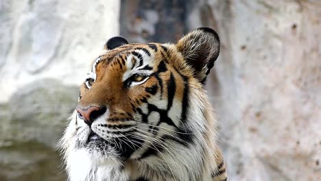 Niedlichen-Tiger-in-der-Natur