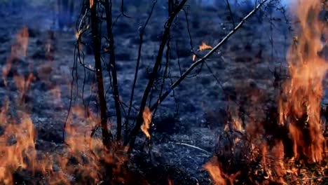 Flamme-der-Bushfire-mit-aufgenommenen-Ton.