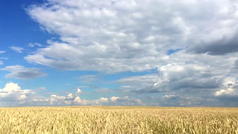 Wheat-field-in-sunny-day