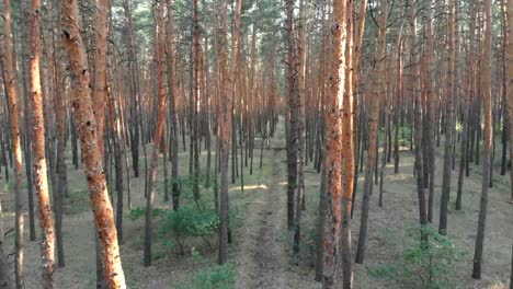 Lento-vuelo-interior-bosque-de-pinos.-Vista-aérea-con-abejón