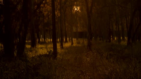 Misty-Silent-Wald-im-Frühjahr-mit-schönen-hellen-Strahlen-der-Sonne