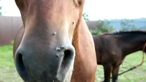 Closeup-de-un-caballo-en-la-naturaleza