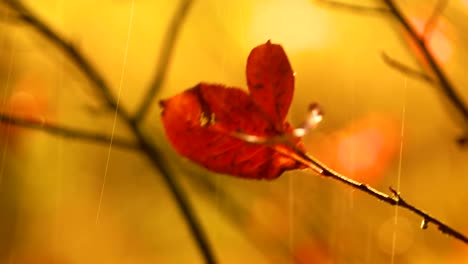 Herbst-Regen-Nahaufnahme