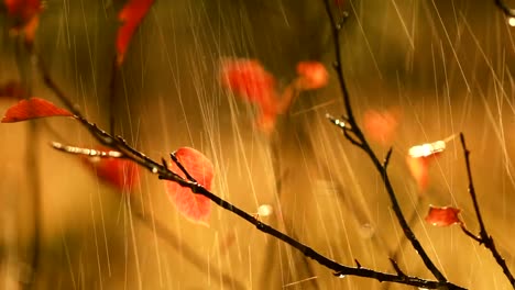 Herbst-Regen-Nahaufnahme